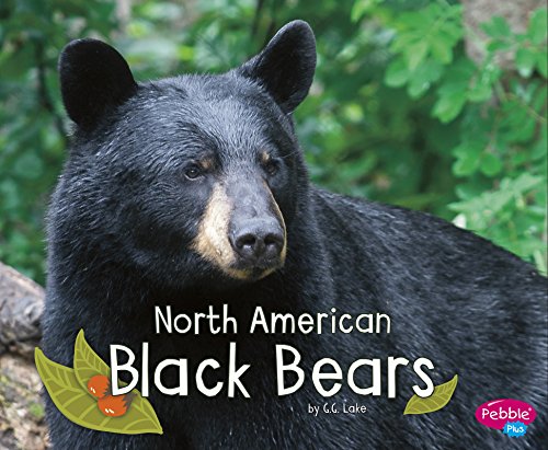 North American Black Bears (woodland Wildlife