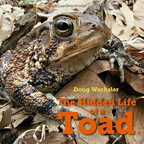 The Hidden Life of a Toad [Hardcover]