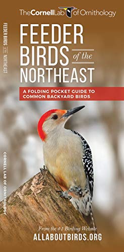 Feeder Birds of the Northeast: A Folding Pocket Guide to Common Backyard Birds [Pamphlet]