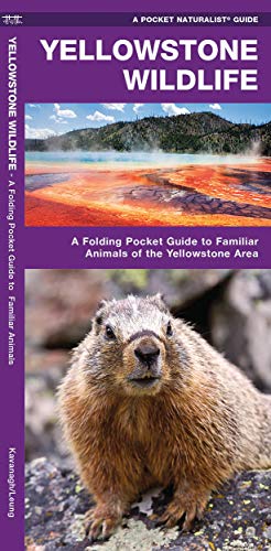 Yellowstone Wildlife: A Folding Pocket Guide to Familiar Animals of the Yellowst [Pamphlet]