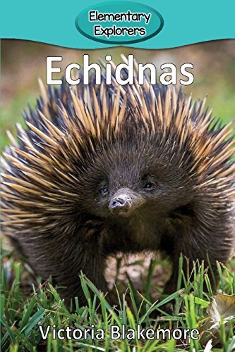 Echidnas (elementary Explorers) [Paperback]