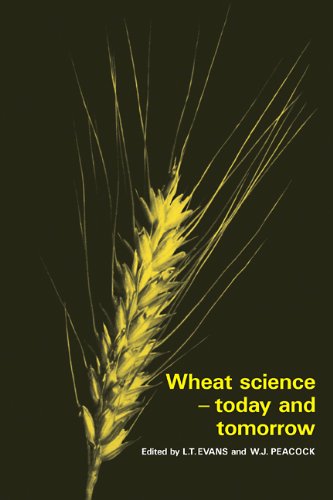 Wheat Science - Today and Tomorro [Paperback]