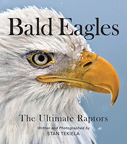 Bald Eagles: The Ultimate Raptors [Paperback]