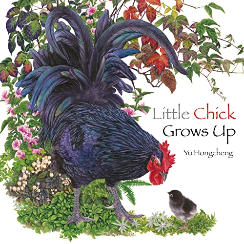 Little Chick Grows Up [Hardcover]