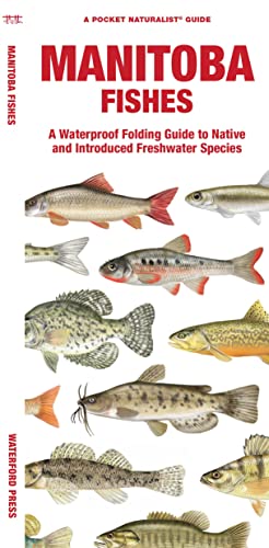 Manitoba Fishes: A Waterproof Folding Guide to Native and Introduced Freshwater  [Pamphlet]