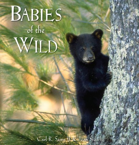 Babies Of The Wild [Hardcover]