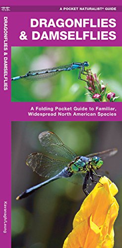 Dragonflies & Damselflies: A Folding Pocket Guide to Familiar, Widespread No [Pamphlet]