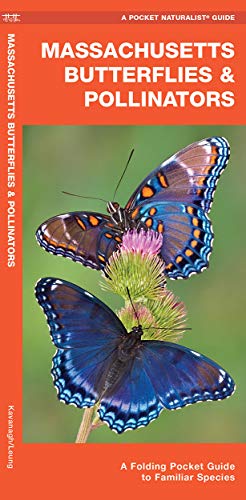 Massachusetts Butterflies & Pollinators: A Folding Pocket Guide to Familiar  [Pamphlet]