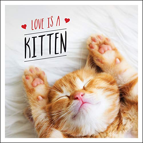 Love is a Kitten: A Cat-Tastic Celebration of the World?s Cutest Kittens [Hardcover]