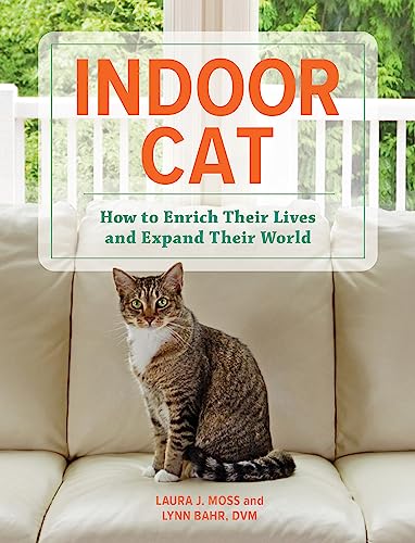 Indoor Cat: How to Enrich Their Lives and Exp