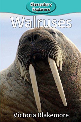 Walruses (elementary Explorers) [Paperback]