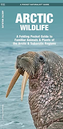 Arctic Wildlife: An Introduction to Familiar Species [Pamphlet]