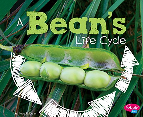 A Bean's Life Cycle (explore Life Cycles) [Paperback]