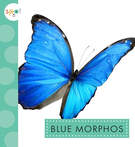 Blue Morphos [Paperback]