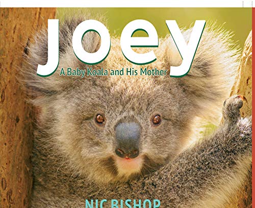 Joey: A Baby Koala and His Mother [Hardcover]