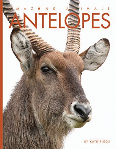 Antelopes [Paperback]